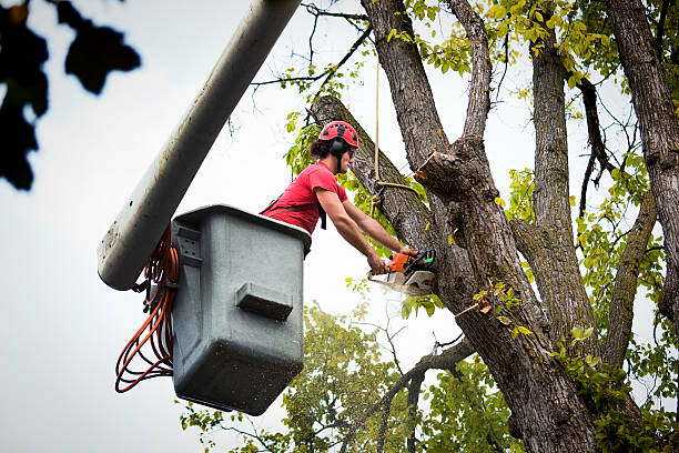 The Steps Involved in Our Tree Care Process in Nampa, ID